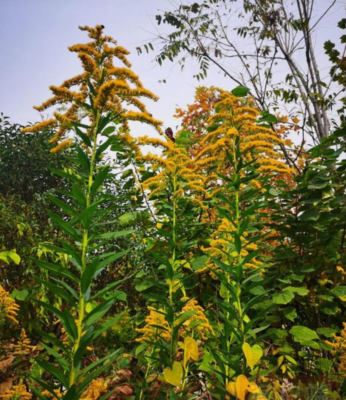 河南多地遭恶魔之花入侵大伤脑筋,铲除加拿大一枝黄花
