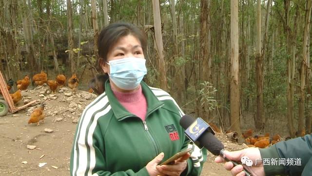 养殖场上千只鸡突然死亡,疑因隔壁物流公司燃放烟花导致