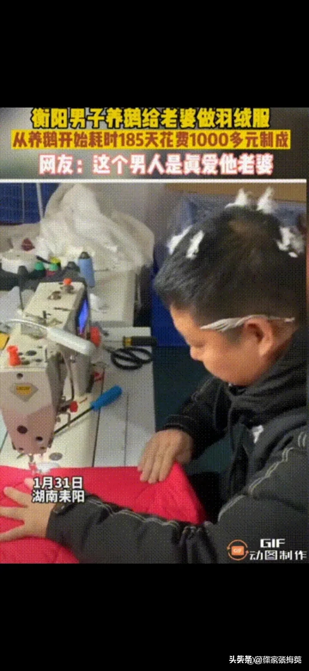 狠人啊,男子养鹅185天为妻子亲手做羽绒服这成本太大了点吧