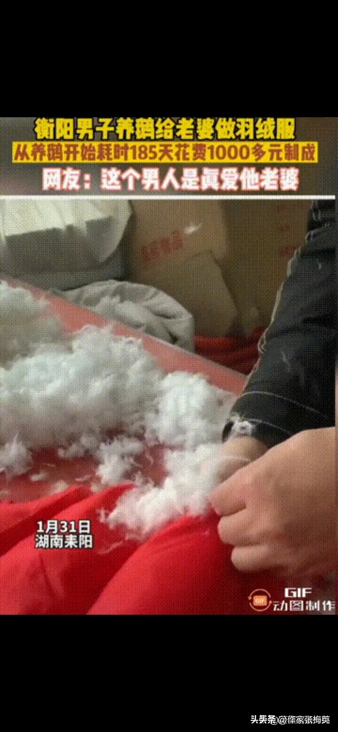 狠人啊,男子养鹅185天为妻子亲手做羽绒服这成本太大了点吧