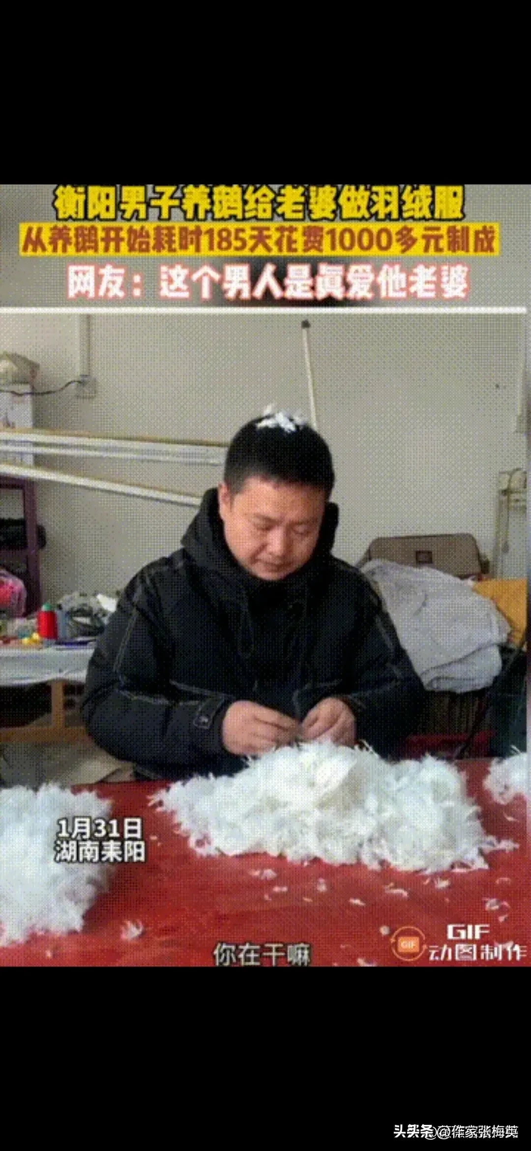 狠人啊,男子养鹅185天为妻子亲手做羽绒服这成本太大了点吧