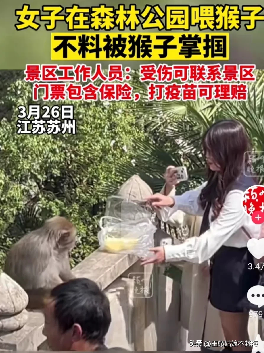 女子景区给猴子喂食遭掌掴的视频把人都笑晕了.