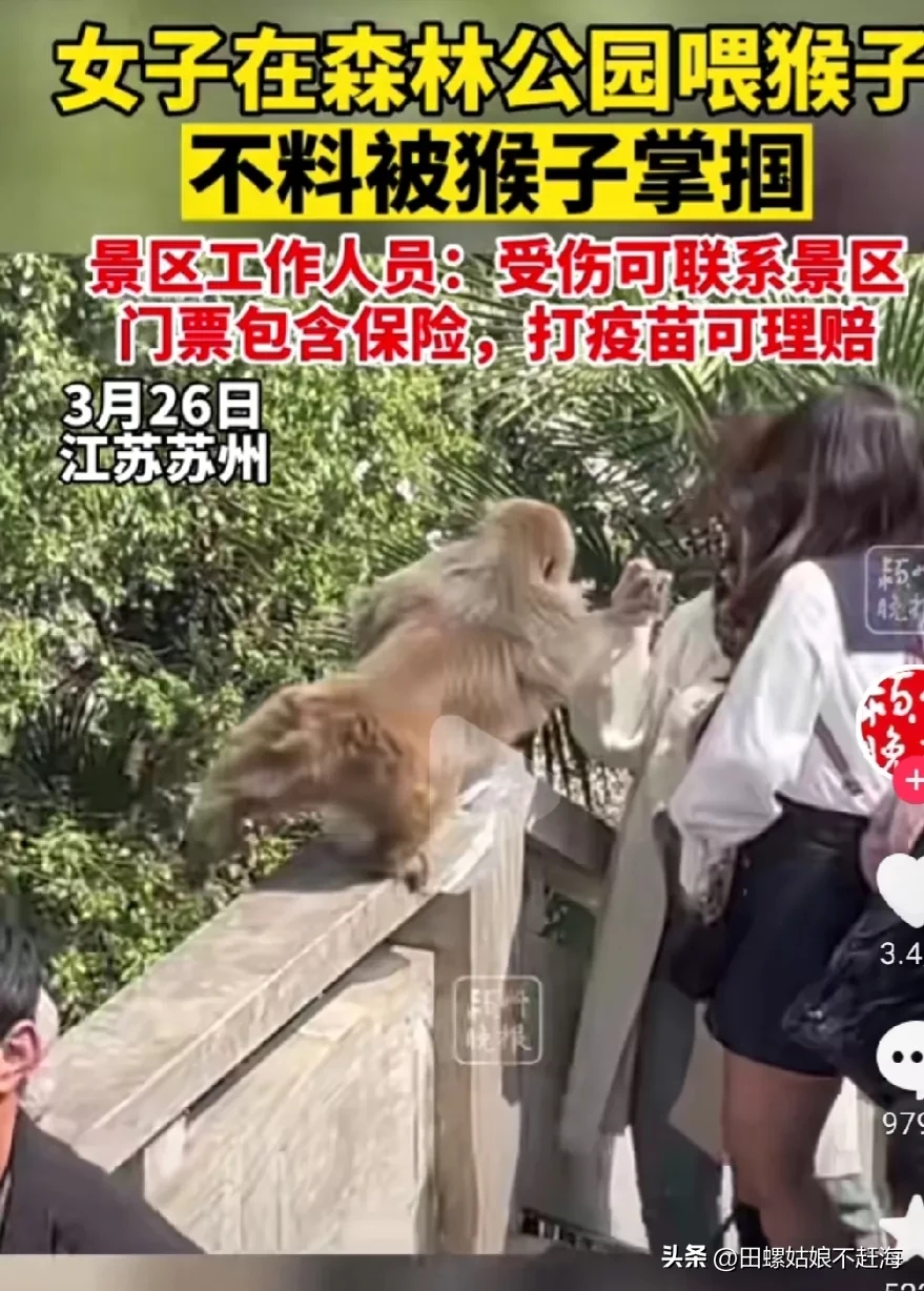 女子景区给猴子喂食遭掌掴的视频把人都笑晕了.