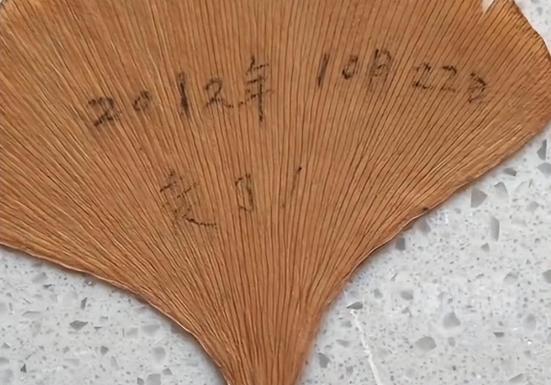 女子收拾母亲遗物发现23片相思叶记录着深深的思念