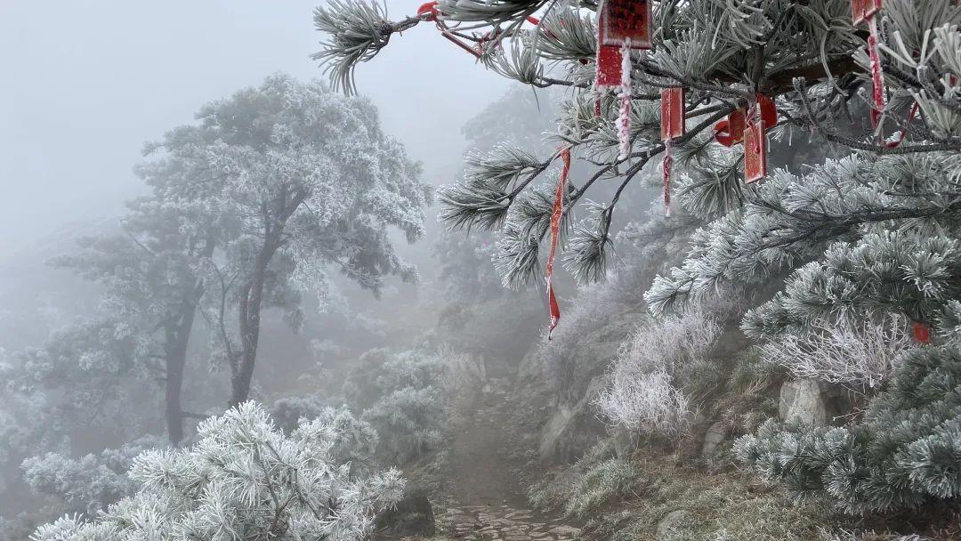 泰山之巅雨后现雾凇奇观太让人为之迷恋.玉树琼枝宛若仙境