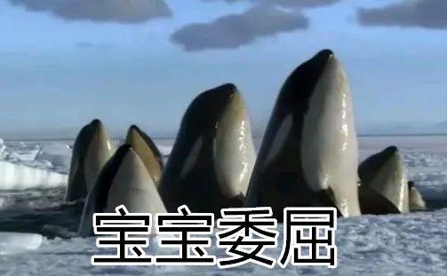 座头鲸为什么见到虎鲸就要打架,它们之间的恩怨情仇