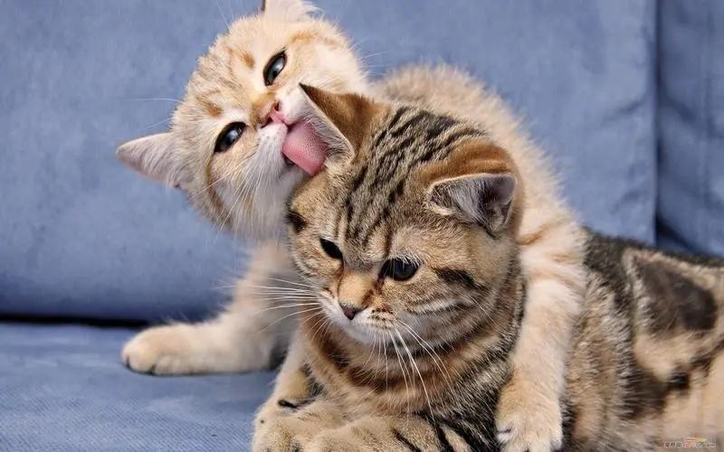 主人在叫猫的名字时,猫咪会有反映,它听得懂人话吗?