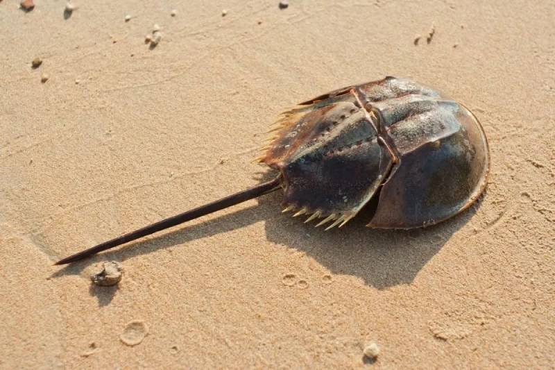 躺平了4亿多年都不进化的鲎是一种什么神奇的生物？