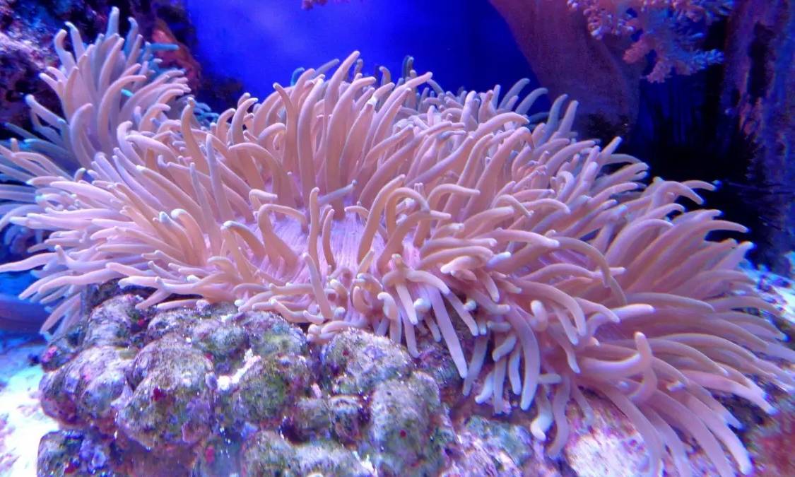 奇妙的海底宝藏珊瑚是什么？是植物还是动物？