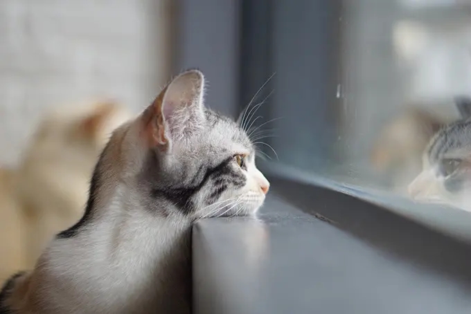 铲屎官们，你们学废了吗？猫咪总是望向窗外是有原因的