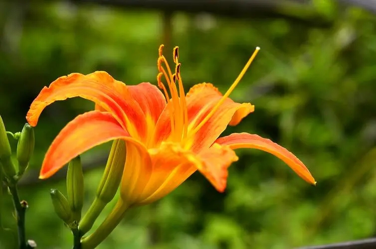 到底是花还是采？黄花小传：从菜花到忘忧草