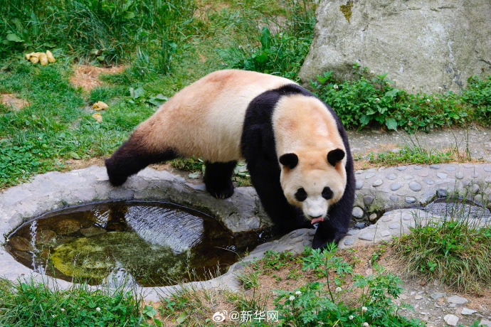 顶流福宝终于要和大家见面了,12日正式与全球粉丝公众开约