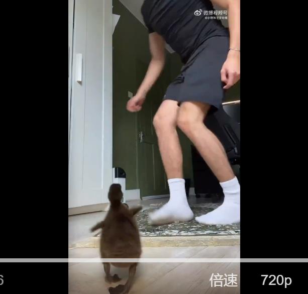 小鸭子黏人成小跟班,主人每次短暂离开两秒小鸭子就要爆炸