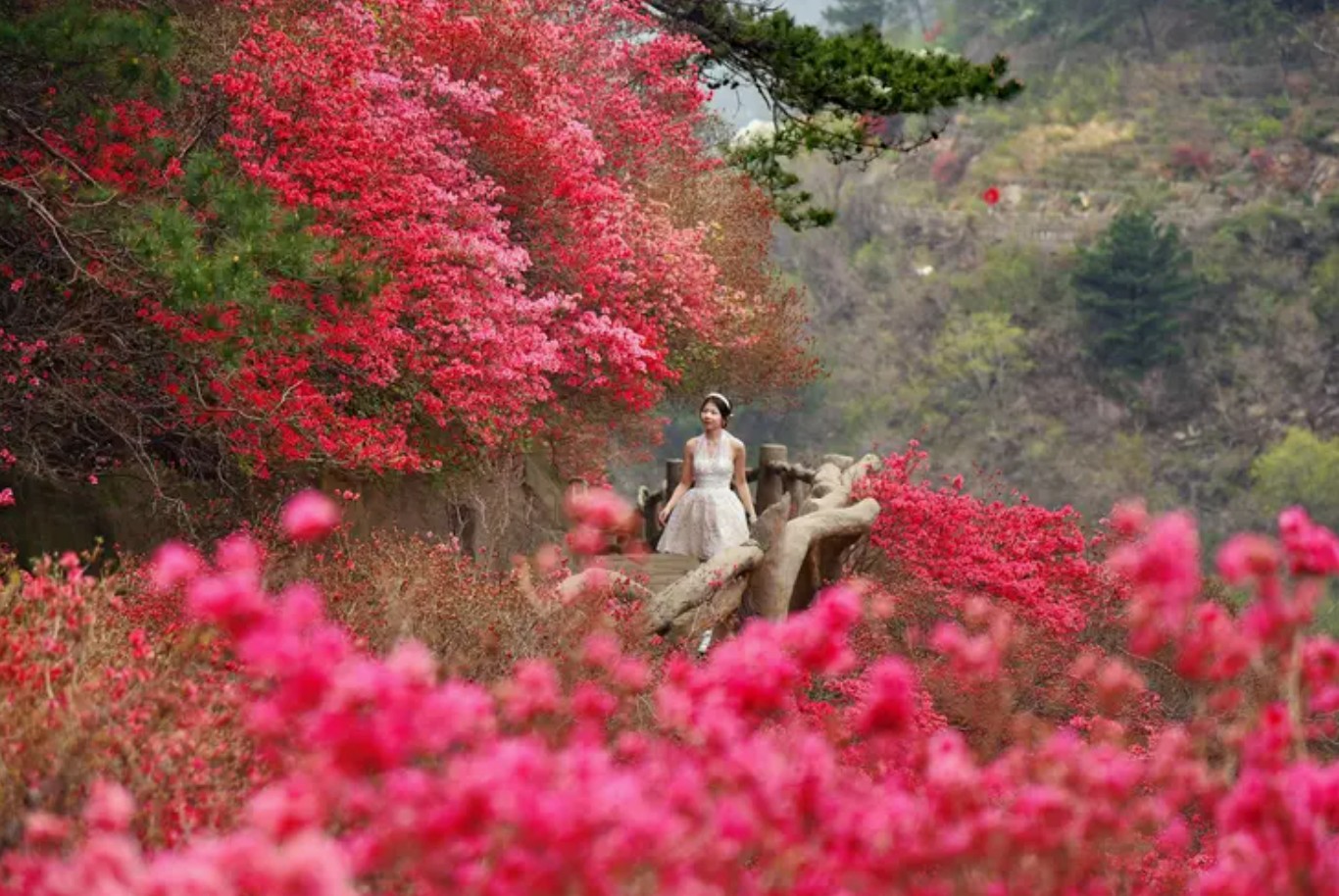 樱花虽错过---却邂逅别样花海，武汉黄陂2026春季游-美到心醉